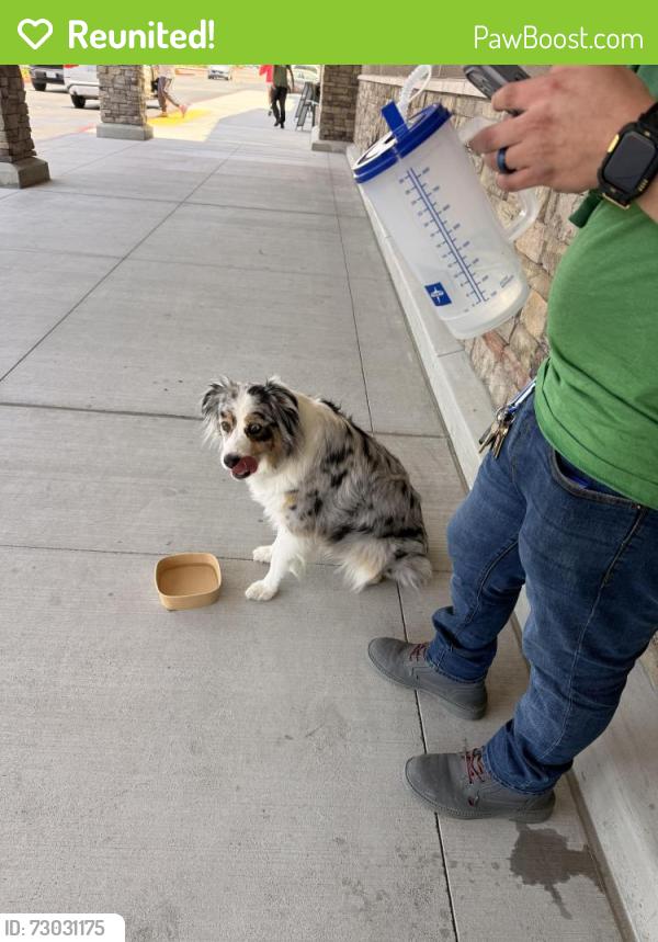 Reunited Female Dog last seen Village way at sprouts , Santa Clarita, CA 91387