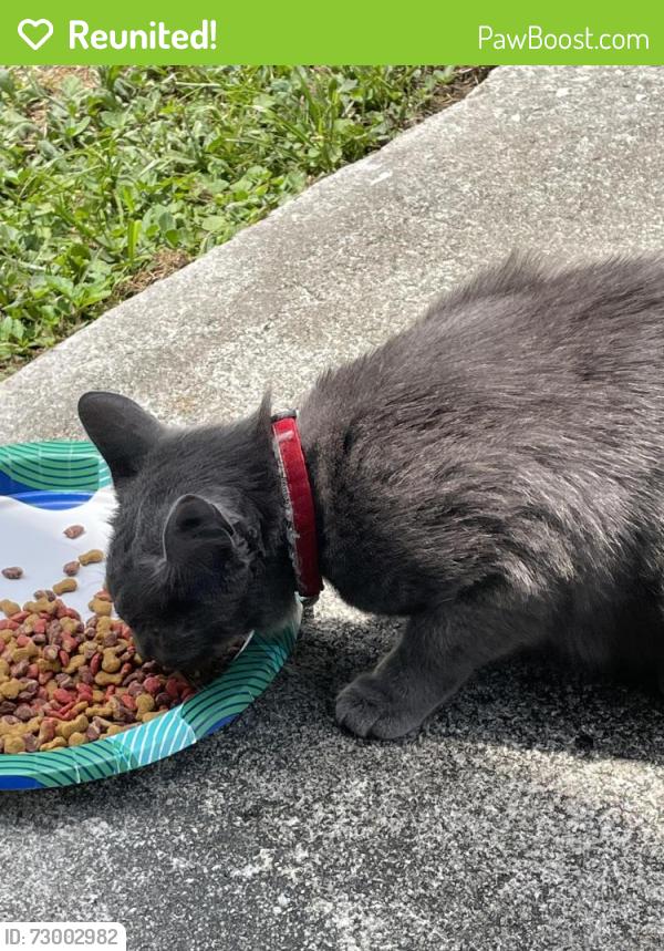 Reunited Female Cat last seen Famous Amous on Normandy , Jacksonville, FL 32221