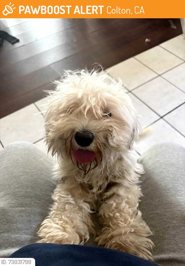Found/Stray Female Dog last seen Near N Rancho Ave, Colton, CA 92324, Colton, CA 92324