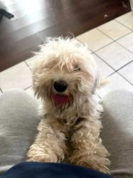 Found/Stray Female Dog last seen Near N Rancho Ave, Colton, CA 92324, Colton, CA 92324