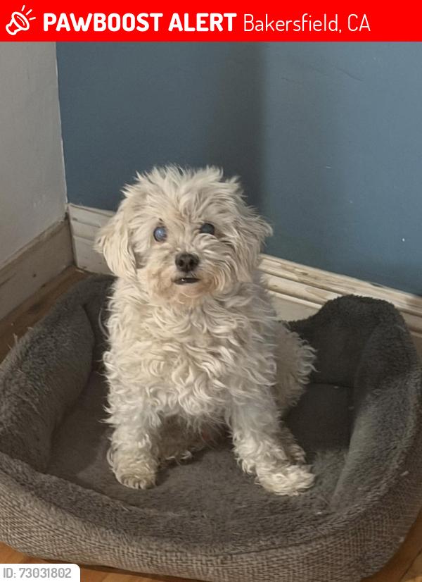 Lost Male Dog last seen Columbus st & Alta vista Dr, Bakersfield, CA 93305