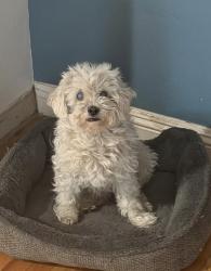 Lost Male Dog last seen Columbus st & Alta vista Dr, Bakersfield, CA 93305