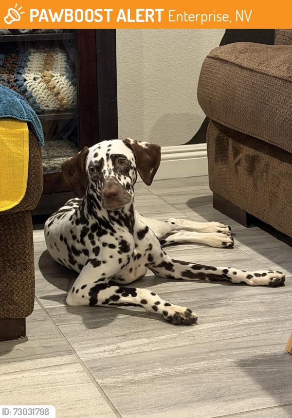 Found/Stray Female Dog last seen Buffalo and Windmill, Enterprise, NV 89113