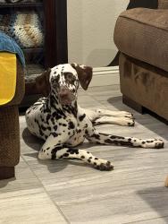 Found/Stray Female Dog last seen Buffalo and Windmill, Enterprise, NV 89113