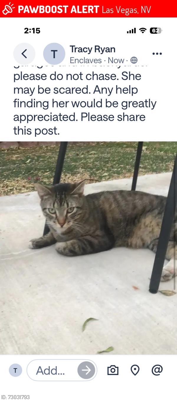 Lost Female Cat last seen Gowan & Tomsik, Las Vegas, NV 89129