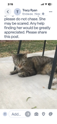 Lost Female Cat last seen Gowan & Tomsik, Las Vegas, NV 89129