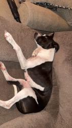 Lost Female Dog last seen Near griffin rd richton ms, Richton, MS 39476