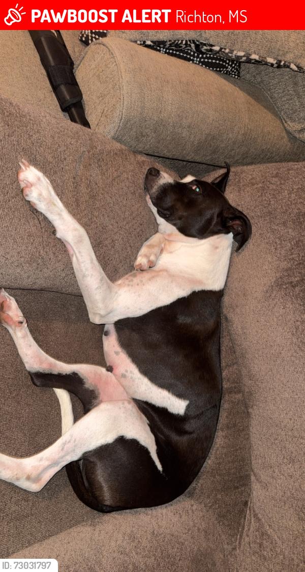 Lost Female Dog last seen Near griffin rd richton ms, Richton, MS 39476