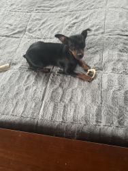 Lost Female Dog last seen Spinnaker lane , Azle, TX 76020