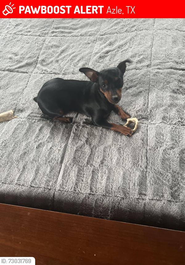 Lost Female Dog last seen Spinnaker lane , Azle, TX 76020