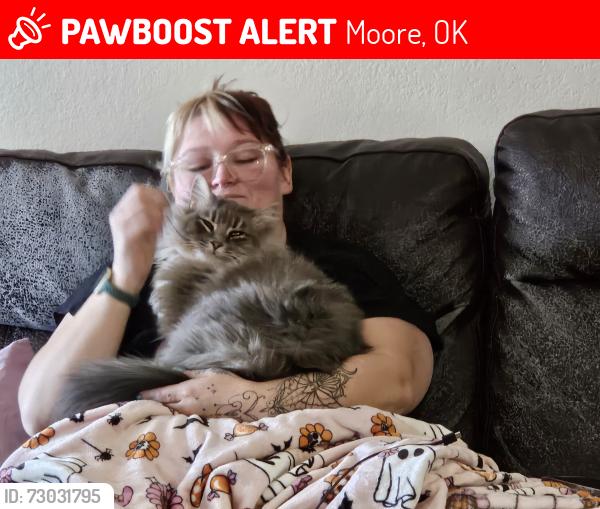 Lost Male Cat last seen 27th St, Moore, OK 73160