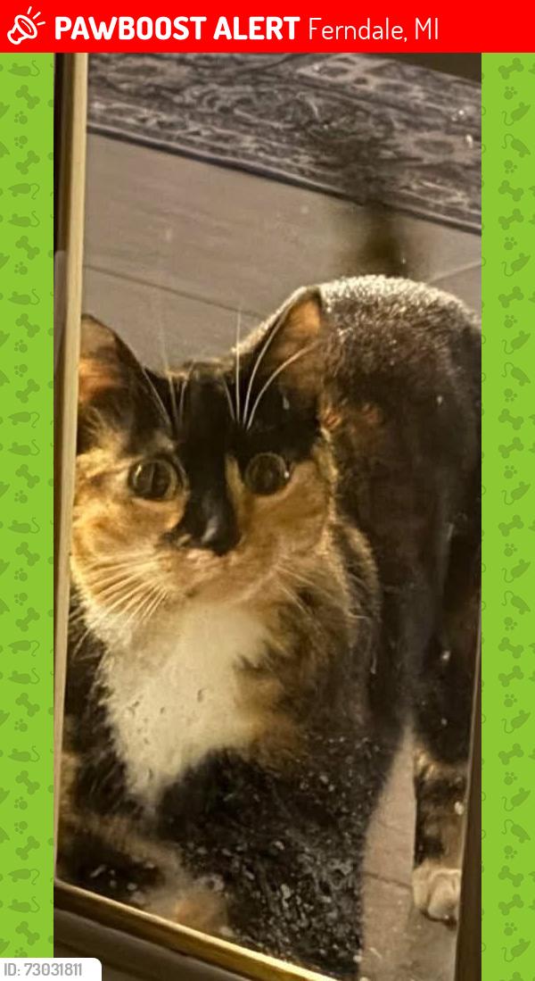 Lost Female Cat last seen Near EAST HAZELHURST ST IN FERNDALE — WOODWARD AND 9 MILE, Ferndale, MI 48220