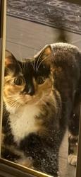 Lost Female Cat last seen Near EAST HAZELHURST ST IN FERNDALE — WOODWARD AND 9 MILE, Ferndale, MI 48220