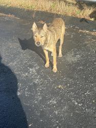 Found/Stray Unknown Dog last seen Near the rite aid, McKees Rocks, PA 15136