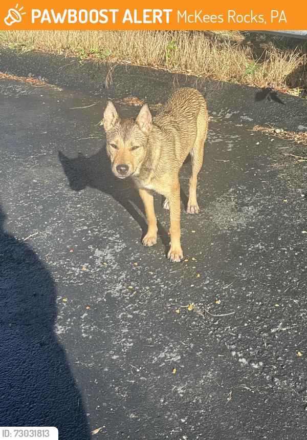 Found/Stray Unknown Dog last seen Near the rite aid, McKees Rocks, PA 15136