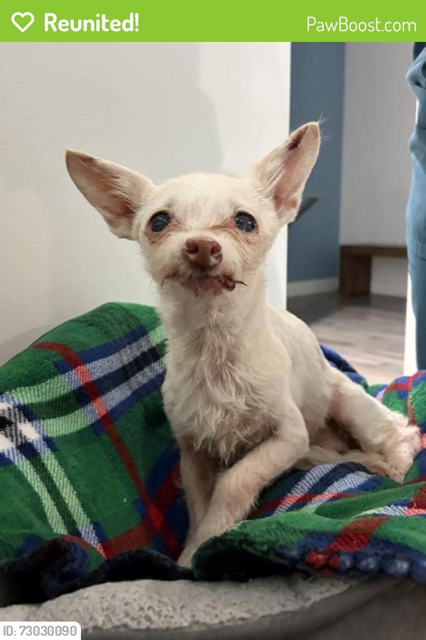 Reunited Female Dog last seen S olive st x Vermont ave, Anaheim, CA 92805