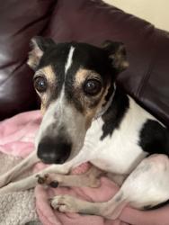 Lost Female Dog last seen By the baroncrest and timbercrest sign, Arlington, TX 76017
