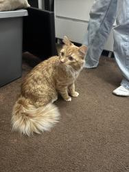Reunited Male Cat last seen Maz Cafe con Leche, Santa Ana, CA 92701