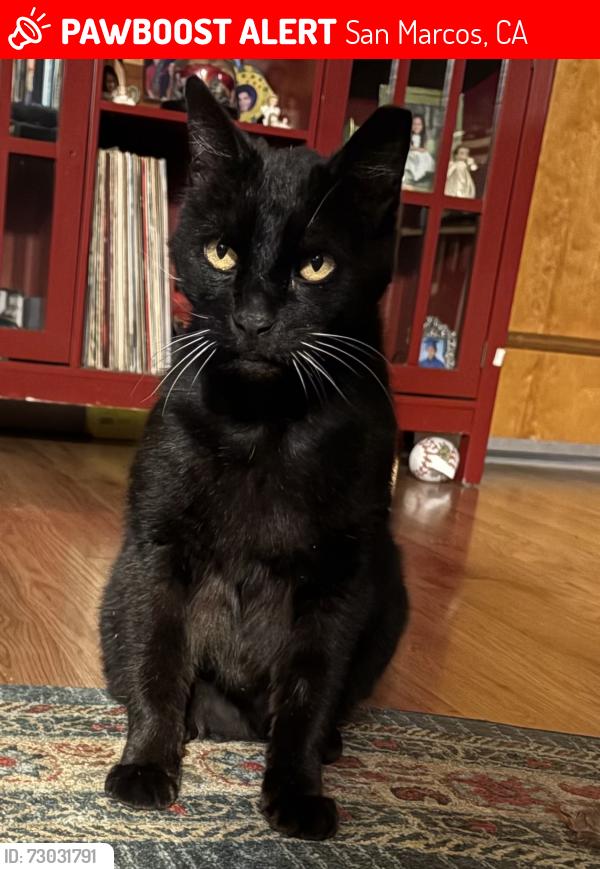 Lost Male Cat last seen S Santa Fe Ave San Marcos, San Marcos, CA 92069
