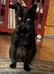 Lost Male Cat last seen S Santa Fe Ave San Marcos, San Marcos, CA 92069