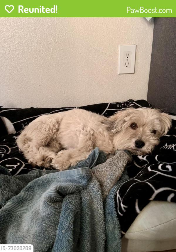 Reunited Male Dog last seen Near Sierra Ave., Fontana, CA 92335, USA, Fontana, CA 92335