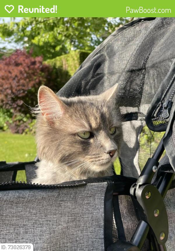 Reunited Female Cat last seen Near 82 Ave, Surrey, BC V4N 0P7, Canada, Surrey, BC V4N 0P7
