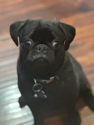 Lost Male Dog last seen Hwy 361, Hastings nearest 17150 Red Wing Blvd., MN, Hastings, MN 55033