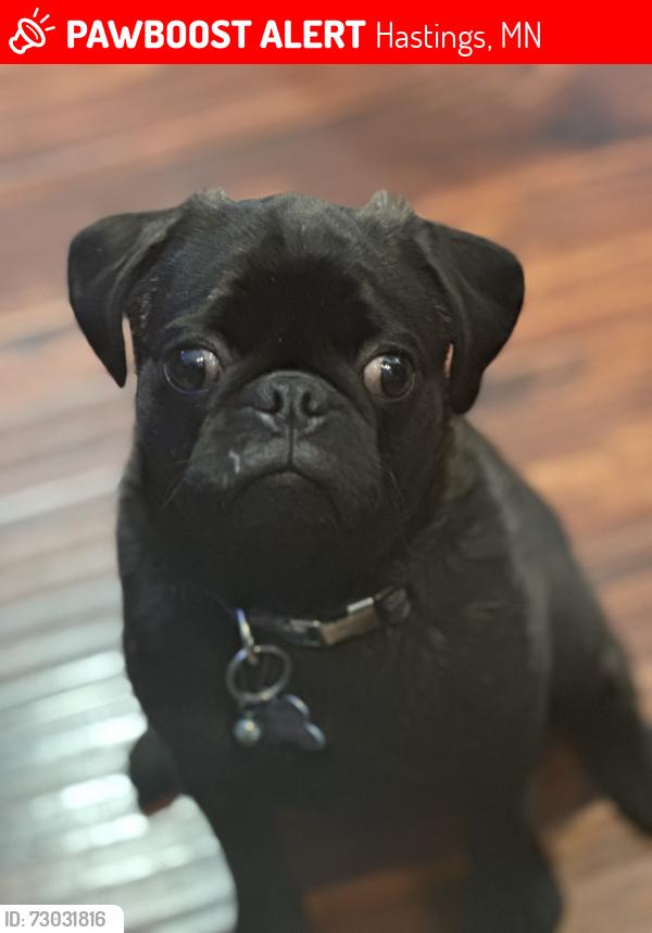 Lost Male Dog last seen Hwy 361, Hastings nearest 17150 Red Wing Blvd., MN, Hastings, MN 55033
