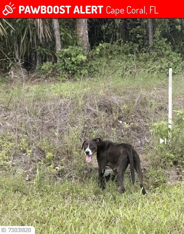 Lost Male Dog last seen Last spotted on Jacaranda , Cape Coral, FL 33909
