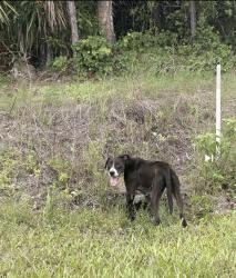 Lost Male Dog last seen Last spotted on Jacaranda , Cape Coral, FL 33909