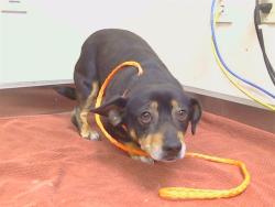 Shelter Stray Male Dog last seen RADALYAC CT/CURVED BRIDGE RD, RIO LINDA CA 95673, 3839 Bradshaw Rd, Sacramento, CA 95827, USA