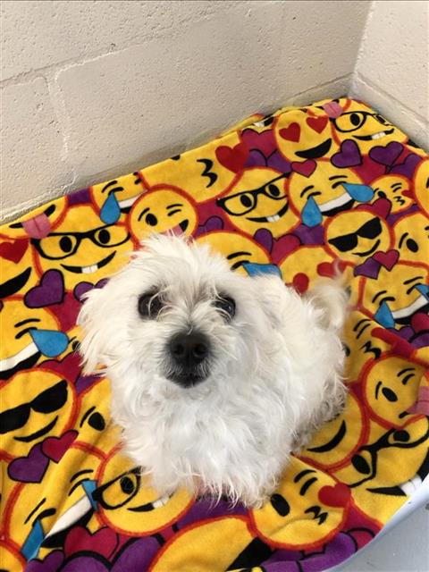 Shelter Stray Female Dog last seen Near BLOCK N CLOVIS AVE, FRESNO CA 93727 1215, 5277 E Airways Blvd, Fresno, CA 93727, USA