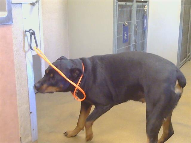 Shelter Stray Female Dog last seen WATT AVE/LA RIVIERA DR, SACRAMENTO CA 95826, 3839 Bradshaw Rd, Sacramento, CA 95827, USA