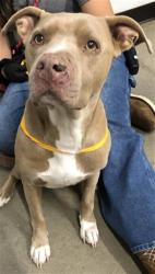 Shelter Stray Female Dog last seen Near BLOCK S CLOVIS AVE, FRESNO CA 93727, 5277 E Airways Blvd, Fresno, CA 93727, USA