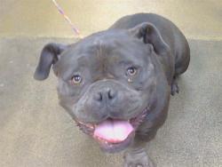 Shelter Stray Male Dog last seen GERBER RD/ELK GROVE FLORIN RD, SACRAMENTO CA 95829, 3839 Bradshaw Rd, Sacramento, CA 95827, USA