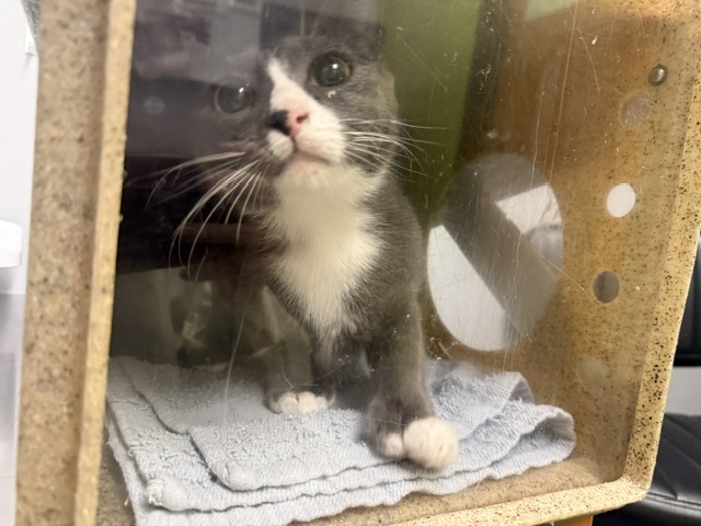 Shelter Stray Female Cat last seen Near BLOCK 264TH AVE SE, ENUMCLAW WA 98022, 21615 64th Ave S, Kent, WA 98032, USA