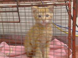 Shelter Stray Male Cat last seen WINDING BROOK WAY/STONE SPRINGS DR, ELK GROVE CA 95624, 3839 Bradshaw Rd, Sacramento, CA 95827, USA