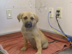 Shelter Stray Male Dog last seen REESE RD/GERBER RD, SACRAMENTO CA 95828, 3839 Bradshaw Rd, Sacramento, CA 95827, USA