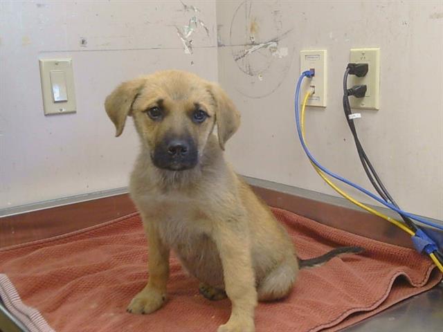 Shelter Stray Male Dog last seen REESE RD/GERBER RD, SACRAMENTO CA 95828, 3839 Bradshaw Rd, Sacramento, CA 95827, USA