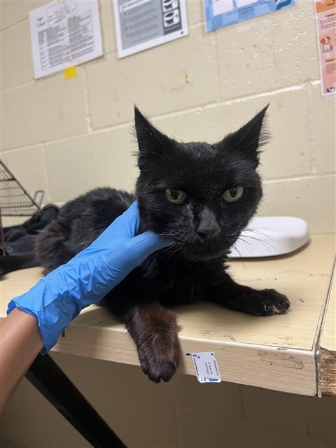 Shelter Stray Female Cat last seen FONG RANCH RD & SAN JUAN RD, 2127 Front St, Sacramento, CA 95818, USA