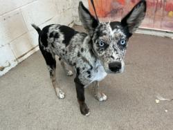 Shelter Stray Female Dog last seen W 11TH ST X MEDICAL CENTER DR, 333 Chandler Pl, San Bernardino, CA 92408, USA