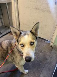 Shelter Stray Female Dog last seen FARM DALE WAY & BRANWOOD WAY, 2127 Front St, Sacramento, CA 95818, USA
