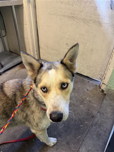 Shelter Stray Female Dog last seen FARM DALE WAY & BRANWOOD WAY, 2127 Front St, Sacramento, CA 95818, USA