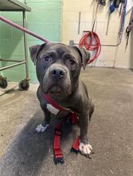 Shelter Stray Male Dog last seen BILL BEAN CIR & HONOR PKWY, 2127 Front St, Sacramento, CA 95818, USA
