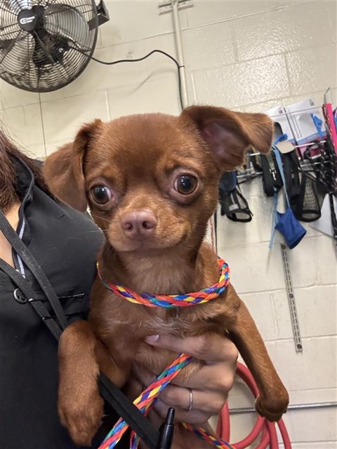 Shelter Stray Male Dog last seen MCCLATCHY WAY & 5TH ST, 2127 Front St, Sacramento, CA 95818, USA
