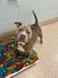 Shelter Stray Female Dog last seen Near BLOCK E 88TH AVE LOT 252, 12155 Park Blvd, Brighton, CO 80601, USA