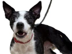 Shelter Stray Male Dog last seen , 3201 Lacy St, Los Angeles, CA 90031, USA