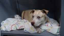 Shelter Stray Female Dog last seen , 11258 Garfield Ave, Downey, CA 90242, USA