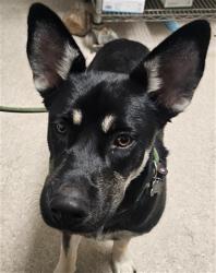 Shelter Stray Male Dog last seen Near BLOCK DALEHURST DR, BAKERSFIELD CA 93306, 3951 Fruitvale Ave, Bakersfield, CA 93308, USA