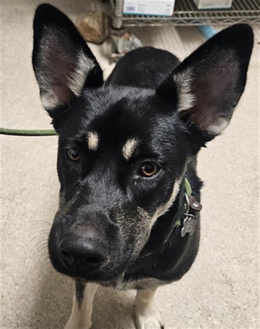 Shelter Stray Male Dog last seen Near BLOCK DALEHURST DR, BAKERSFIELD CA 93306, 3951 Fruitvale Ave, Bakersfield, CA 93308, USA